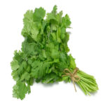Fresh Cilantro – Aromatic, Flavorful & Nutritious Herb